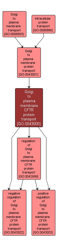 GO:0043000 - Golgi to plasma membrane CFTR protein transport (interactive image map)