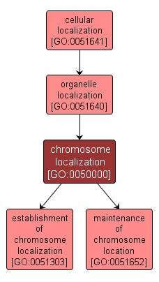 GO:0050000 - chromosome localization (interactive image map)