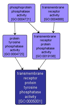 GO:0005001 - transmembrane receptor protein tyrosine phosphatase activity (interactive image map)