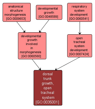 GO:0035001 - dorsal trunk growth, open tracheal system (interactive image map)