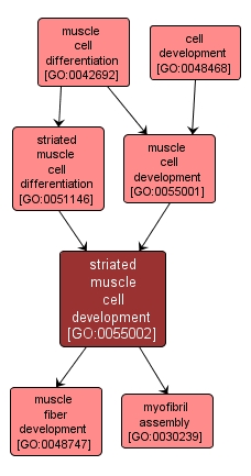 GO:0055002 - striated muscle cell development (interactive image map)
