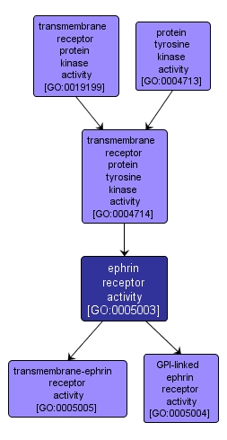 GO:0005003 - ephrin receptor activity (interactive image map)