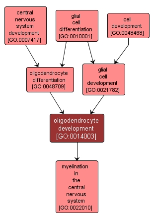 GO:0014003 - oligodendrocyte development (interactive image map)