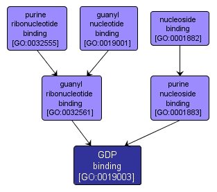 GO:0019003 - GDP binding (interactive image map)
