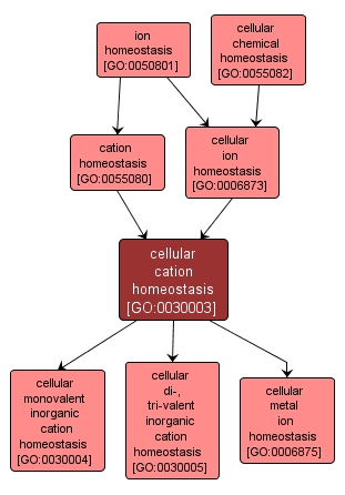 GO:0030003 - cellular cation homeostasis (interactive image map)