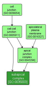 GO:0035003 - subapical complex (interactive image map)