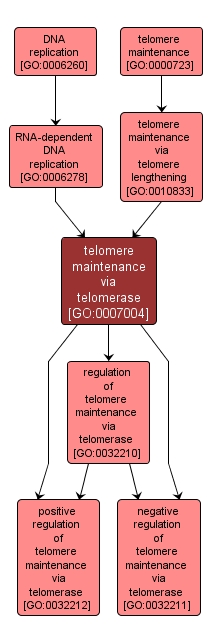 GO:0007004 - telomere maintenance via telomerase (interactive image map)