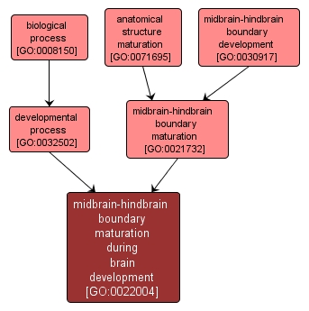 GO:0022004 - midbrain-hindbrain boundary maturation during brain development (interactive image map)