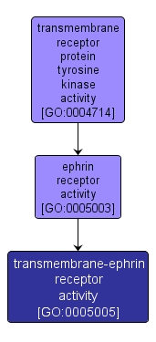 GO:0005005 - transmembrane-ephrin receptor activity (interactive image map)