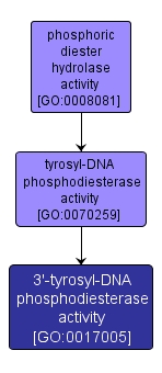 GO:0017005 - 3'-tyrosyl-DNA phosphodiesterase activity (interactive image map)