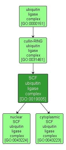 GO:0019005 - SCF ubiquitin ligase complex (interactive image map)