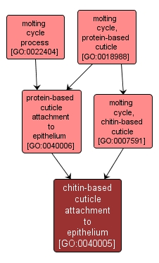 GO:0040005 - chitin-based cuticle attachment to epithelium (interactive image map)