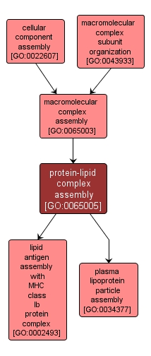 GO:0065005 - protein-lipid complex assembly (interactive image map)