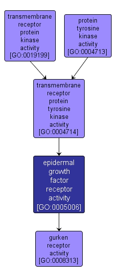 GO:0005006 - epidermal growth factor receptor activity (interactive image map)