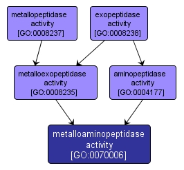 GO:0070006 - metalloaminopeptidase activity (interactive image map)
