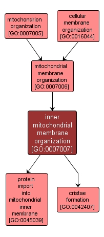 GO:0007007 - inner mitochondrial membrane organization (interactive image map)