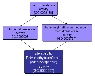 GO:0009007 - site-specific DNA-methyltransferase (adenine-specific) activity (interactive image map)
