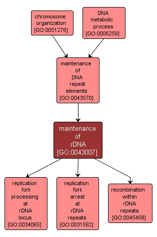 GO:0043007 - maintenance of rDNA (interactive image map)