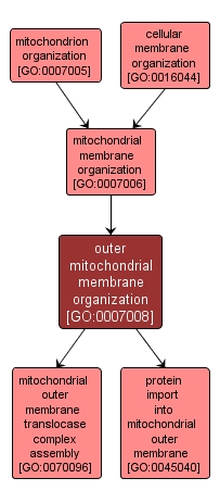 GO:0007008 - outer mitochondrial membrane organization (interactive image map)