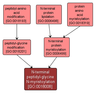 GO:0018008 - N-terminal peptidyl-glycine N-myristoylation (interactive image map)