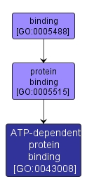 GO:0043008 - ATP-dependent protein binding (interactive image map)