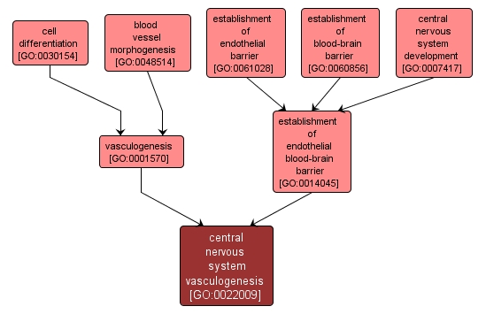 GO:0022009 - central nervous system vasculogenesis (interactive image map)