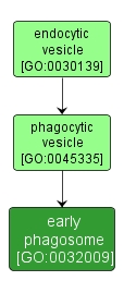 GO:0032009 - early phagosome (interactive image map)