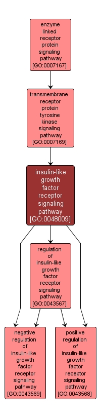 GO:0048009 - insulin-like growth factor receptor signaling pathway (interactive image map)