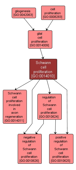 GO:0014010 - Schwann cell proliferation (interactive image map)