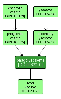 GO:0032010 - phagolysosome (interactive image map)