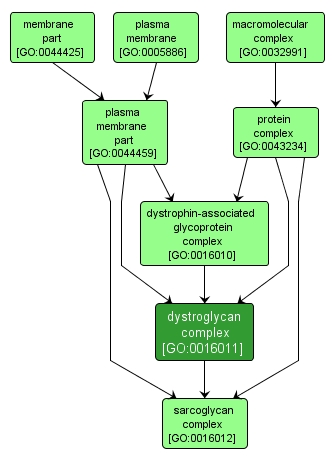 GO:0016011 - dystroglycan complex (interactive image map)