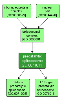 GO:0071011 - precatalytic spliceosome (interactive image map)