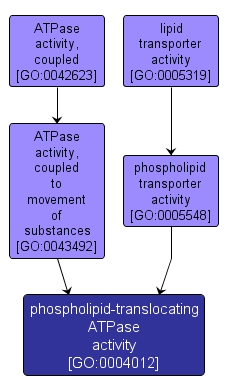 GO:0004012 - phospholipid-translocating ATPase activity (interactive image map)