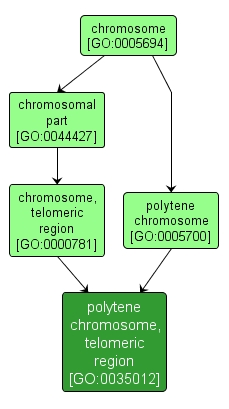 GO:0035012 - polytene chromosome, telomeric region (interactive image map)