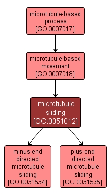 GO:0051012 - microtubule sliding (interactive image map)