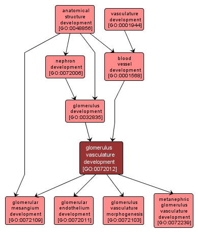 GO:0072012 - glomerulus vasculature development (interactive image map)