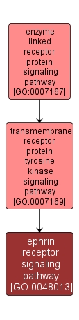 GO:0048013 - ephrin receptor signaling pathway (interactive image map)