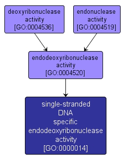 GO:0000014 - single-stranded DNA specific endodeoxyribonuclease activity (interactive image map)