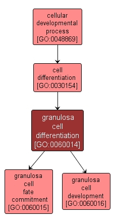GO:0060014 - granulosa cell differentiation (interactive image map)