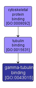 GO:0043015 - gamma-tubulin binding (interactive image map)