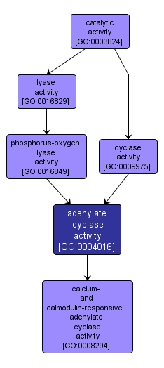 GO:0004016 - adenylate cyclase activity (interactive image map)