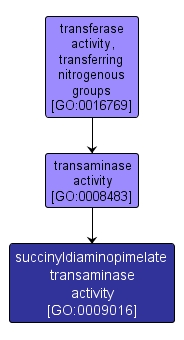 GO:0009016 - succinyldiaminopimelate transaminase activity (interactive image map)