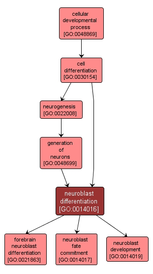 GO:0014016 - neuroblast differentiation (interactive image map)