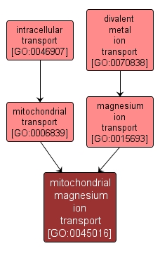 GO:0045016 - mitochondrial magnesium ion transport (interactive image map)