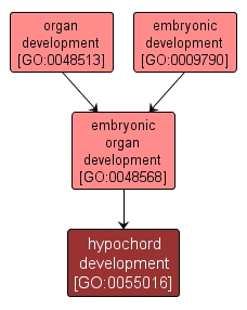 GO:0055016 - hypochord development (interactive image map)