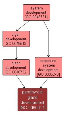 GO:0060017 - parathyroid gland development (interactive image map)