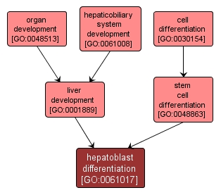 GO:0061017 - hepatoblast differentiation (interactive image map)
