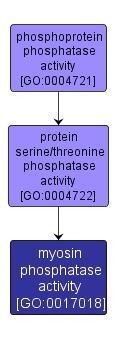 GO:0017018 - myosin phosphatase activity (interactive image map)