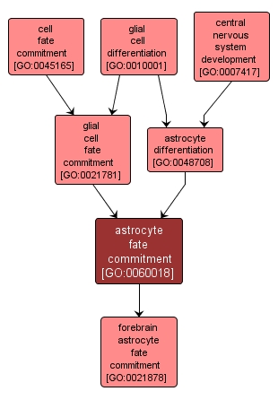 GO:0060018 - astrocyte fate commitment (interactive image map)