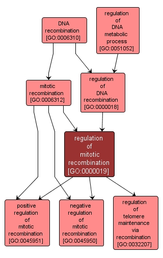 GO:0000019 - regulation of mitotic recombination (interactive image map)